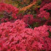 ヒメ日記 2025/11/14 12:09 投稿 ことり 洗練された極上ガール！ ウエスト・コム