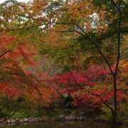 ヒメ日記 2025/11/14 16:25 投稿 ことり 洗練された極上ガール！ ウエスト・コム