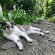 ヒメ日記 2025/11/16 12:55 投稿 ことり 洗練された極上ガール！ ウエスト・コム