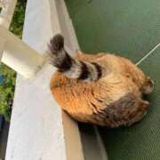 ヒメ日記 2025/11/17 09:45 投稿 ことり 洗練された極上ガール！ ウエスト・コム