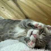 ヒメ日記 2025/11/19 15:00 投稿 ことり 洗練された極上ガール！ ウエスト・コム