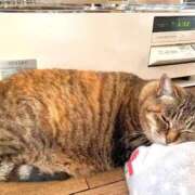 ヒメ日記 2025/12/17 21:05 投稿 ことり 洗練された極上ガール！ ウエスト・コム