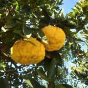 ヒメ日記 2025/12/20 00:50 投稿 ことり 洗練された極上ガール！ ウエスト・コム