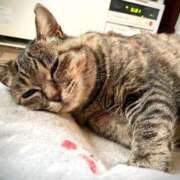 ヒメ日記 2025/12/22 06:25 投稿 ことり 洗練された極上ガール！ ウエスト・コム