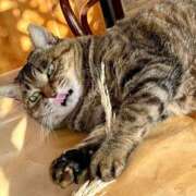 ヒメ日記 2026/01/04 00:30 投稿 ことり 洗練された極上ガール！ ウエスト・コム