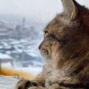 ヒメ日記 2026/01/20 00:20 投稿 ことり 洗練された極上ガール！ ウエスト・コム