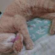 ヒメ日記 2026/02/04 15:35 投稿 ことり 洗練された極上ガール！ ウエスト・コム