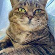 ヒメ日記 2026/02/06 00:25 投稿 ことり 洗練された極上ガール！ ウエスト・コム