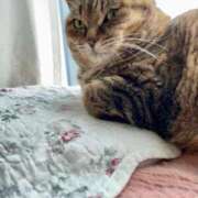 ヒメ日記 2026/02/07 00:15 投稿 ことり 洗練された極上ガール！ ウエスト・コム