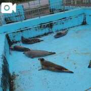 ヒメ日記 2026/02/14 09:17 投稿 ことり 洗練された極上ガール！ ウエスト・コム