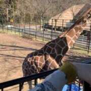 ヒメ日記 2026/02/26 00:35 投稿 ことり 洗練された極上ガール！ ウエスト・コム