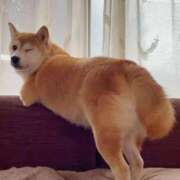 ヒメ日記 2026/03/01 00:25 投稿 ことり 洗練された極上ガール！ ウエスト・コム