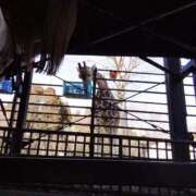 ヒメ日記 2026/03/01 00:31 投稿 ことり 洗練された極上ガール！ ウエスト・コム