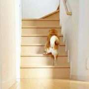 ヒメ日記 2026/03/03 00:30 投稿 ことり 洗練された極上ガール！ ウエスト・コム