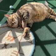 ヒメ日記 2026/03/21 00:45 投稿 ことり 洗練された極上ガール！ ウエスト・コム