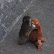 ヒメ日記 2026/03/31 00:05 投稿 ことり 洗練された極上ガール！ ウエスト・コム