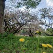 ヒメ日記 2026/04/15 08:15 投稿 ことり 洗練された極上ガール！ ウエスト・コム