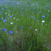 ヒメ日記 2026/05/06 12:55 投稿 ことり 洗練された極上ガール！ ウエスト・コム