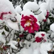 ヒメ日記 2026/02/04 10:55 投稿 せりな 究極カワイイ！ ウエスト・コム