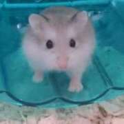 ヒメ日記 2026/03/05 00:17 投稿 せりな 究極カワイイ！ ウエスト・コム