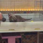 ヒメ日記 2026/03/05 00:25 投稿 せりな 究極カワイイ！ ウエスト・コム