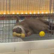 ヒメ日記 2026/03/12 00:45 投稿 せりな 究極カワイイ！ ウエスト・コム