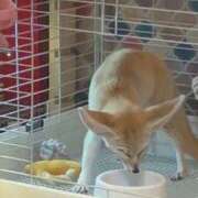 ヒメ日記 2026/03/13 00:15 投稿 せりな 究極カワイイ！ ウエスト・コム