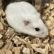 ヒメ日記 2026/03/14 00:33 投稿 せりな 究極カワイイ！ ウエスト・コム