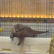 ヒメ日記 2026/03/16 00:20 投稿 せりな 究極カワイイ！ ウエスト・コム