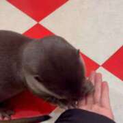 ヒメ日記 2026/03/18 00:20 投稿 せりな 究極カワイイ！ ウエスト・コム