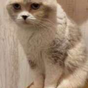 ヒメ日記 2026/03/24 00:30 投稿 せりな 究極カワイイ！ ウエスト・コム