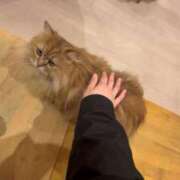 ヒメ日記 2026/03/26 00:05 投稿 せりな 究極カワイイ！ ウエスト・コム