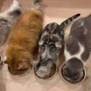 ヒメ日記 2026/03/27 00:15 投稿 せりな 究極カワイイ！ ウエスト・コム