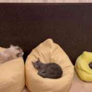 ヒメ日記 2026/03/27 00:25 投稿 せりな 究極カワイイ！ ウエスト・コム