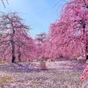 ヒメ日記 2026/03/30 00:25 投稿 せりな 究極カワイイ！ ウエスト・コム