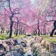 ヒメ日記 2026/03/31 00:05 投稿 せりな 究極カワイイ！ ウエスト・コム