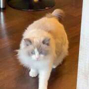 ヒメ日記 2026/04/06 15:55 投稿 せりな 究極カワイイ！ ウエスト・コム