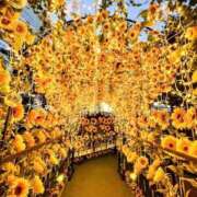 せりな 究極カワイイ！ 夕方の向日葵🌻 ウエスト・コム