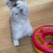 ヒメ日記 2025/05/04 16:36 投稿 りおん 極上サービス◎！！ ウエスト・コム