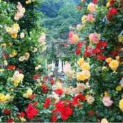 ヒメ日記 2025/05/31 09:56 投稿 りおん 極上サービス◎！！ ウエスト・コム