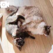 ヒメ日記 2025/05/31 12:52 投稿 りおん 極上サービス◎！！ ウエスト・コム