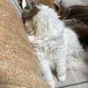 ヒメ日記 2025/12/07 06:05 投稿 りおん 極上サービス◎！！ ウエスト・コム