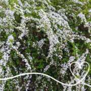 ヒメ日記 2025/03/23 18:35 投稿 ことみ Welcome Cafe(ウェルカムカフェ) 吉祥寺店