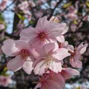 ヒメ日記 2025/04/06 20:59 投稿 ことみ Welcome Cafe(ウェルカムカフェ) 吉祥寺店