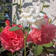 ヒメ日記 2025/09/17 18:59 投稿 ことみ Welcome Cafe(ウェルカムカフェ) 吉祥寺店