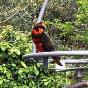 ヒメ日記 2025/09/29 08:03 投稿 音葉みき ミスターダンディー