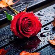 ヒメ日記 2025/10/26 16:23 投稿 音葉みき ミスターダンディー