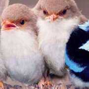 ヒメ日記 2025/11/27 10:34 投稿 ももか 奥鉄オクテツ東京店（デリヘル市場）