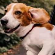 ヒメ日記 2025/12/31 21:49 投稿 ももか 奥鉄オクテツ東京店（デリヘル市場）