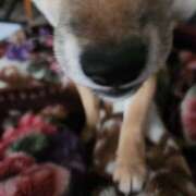 ヒメ日記 2026/02/11 08:11 投稿 ももか 奥鉄オクテツ東京店（デリヘル市場）